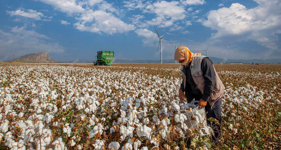 Raw Cotton Agent